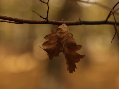 ZVOČNA KOPEL ZAKLJUČEVANJE - handpan in kristalne sklede