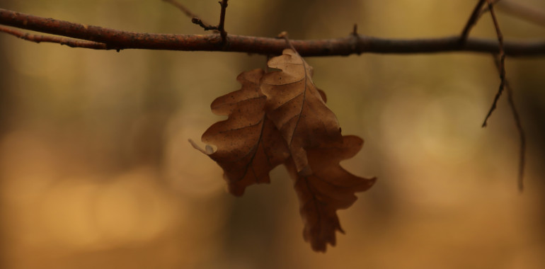 ZVOČNA KOPEL ZAKLJUČEVANJE - handpan in kristalne sklede