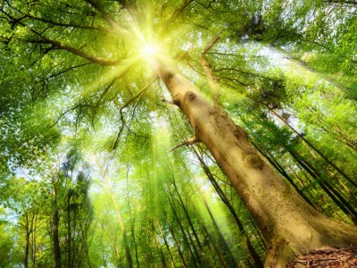 S čuječnostjo do sreče