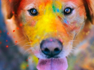 Indijska pripovedka o psu