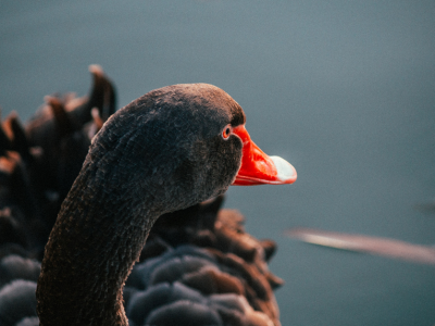 Se najdem v arhetipu Grdega račka?