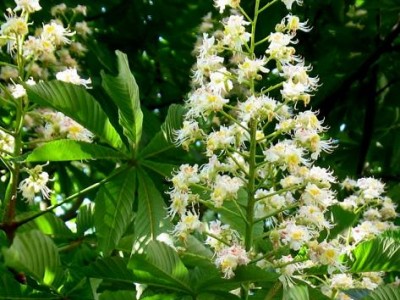 Cvetni popek divjega kostanja (Aesculus hippocastanum)