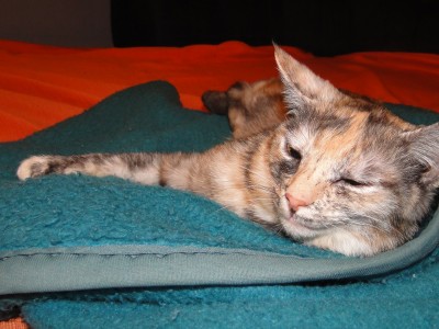 Nega živali: uvod ali v čem je težava