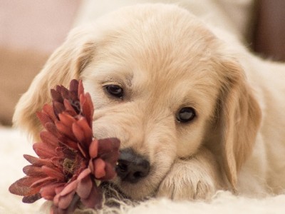 Imajo tudi živali dušo?