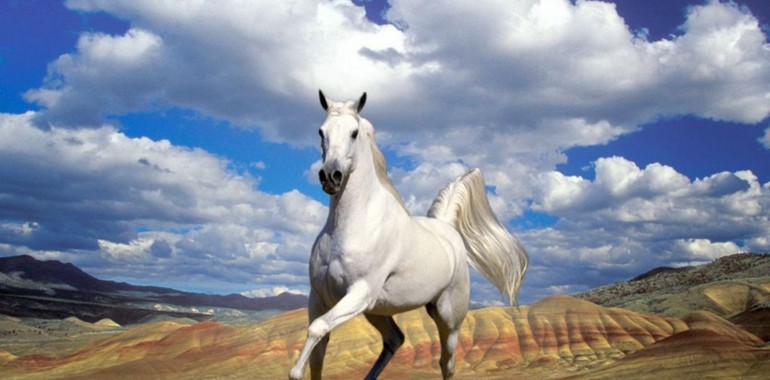 Žival Moči:  Zdravilne Moči Energij Konja