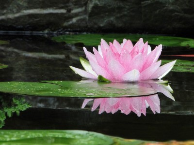 Ljudje smo kot lotos