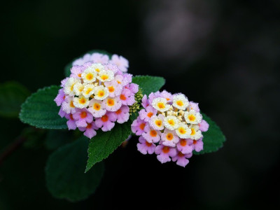 Energije tedna in duhovno vodstvo ( 25. – 31. 3. 2024): spoštuješ svoje meje?