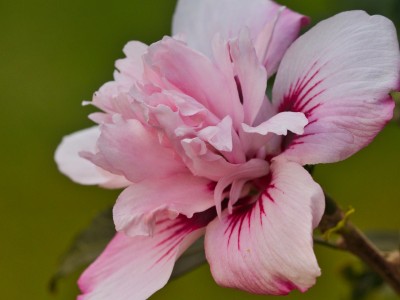 Napoved za ta teden: Živi sebe