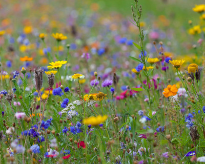 Biotsko raznovrstnost uničujemo vsak dan – nevede, z navadami, ki se zdijo nedolžne