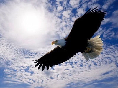 Žival Moči:  Zdravilne Moči Energij Orla