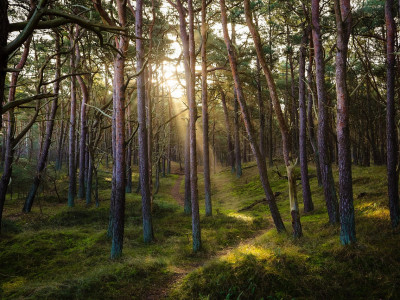 Gozdna terapija: Celostni pristop k zdravju, ravnovesju in regeneraciji skozi stik z gozdom