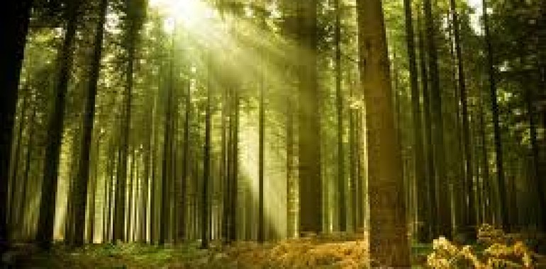 Čuječnost (Mindfulness) 10-tedenski program