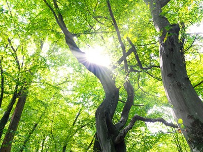 Gaber- Hornbeam (Carpinus betulus)