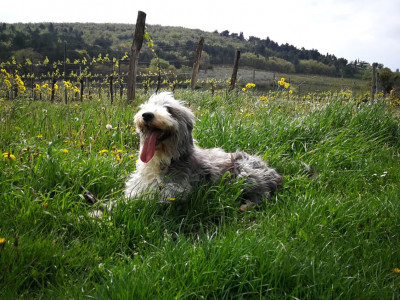 Nega živali: eterična olja za pse