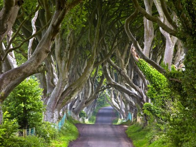 O poti iz lastnega dreka