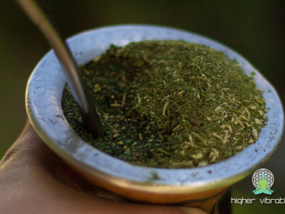 YERBA SANTA – Shasta žajbelj, Salvia Shasta, Yerba Santa, Eriodictyon californicum