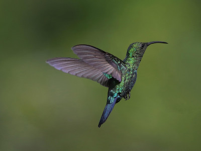 Zakaj isti izzivi ponavljajo? Osvobodi se z močjo Ho'oponopono!