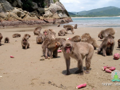 Efekt 100-ih opic (izvleček iz knjige Drunvala Melchizedeka)