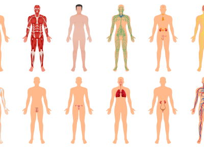 ThetaHealing® seminar Intuitivna anatomija