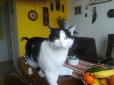 Mucki - bitja visoke vibracije