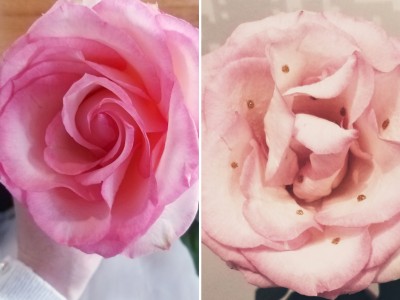 Draga dama, podari si rožico!