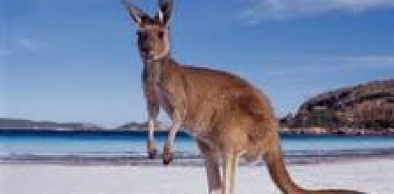 Živalski vodnik - kenguru