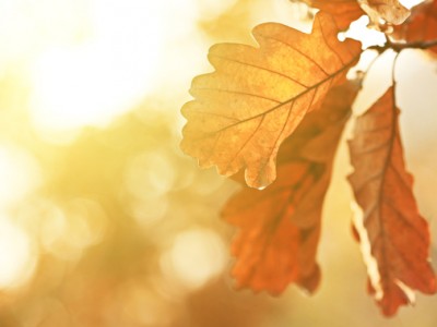 Oktober v številkah