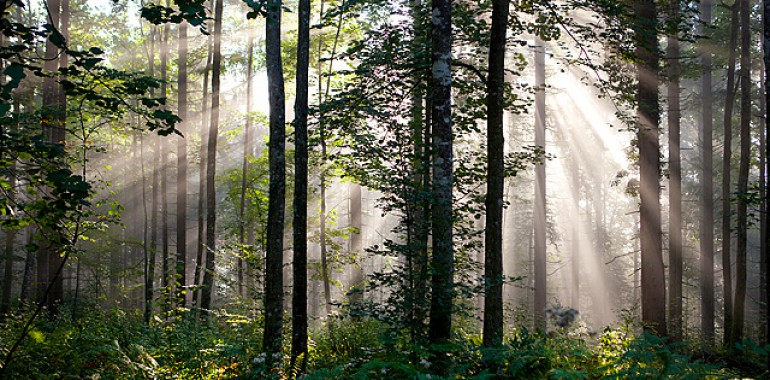 Poletni solsticij in silni potencial energije Kočevskih gozdov
