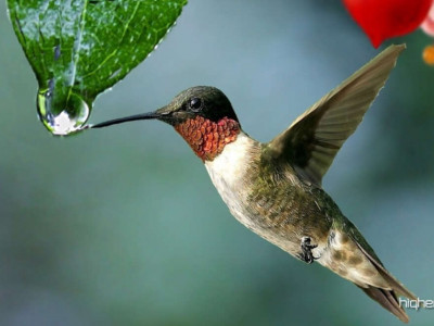 “Želite v svoje življenje privabiti čudeže?” (Kolibrijeva zgodba)