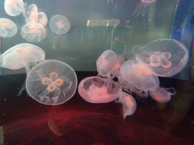 Česa nas uči trenutna situacija (koronavirus)?