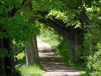 Beli kostanj - White chesnut (Aesculus Hippocastanium)