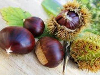 SOS recept za virozna obolenja