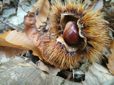 ZVOČNA KOPEL SPUŠČANJE - handpan in ropotuljice
