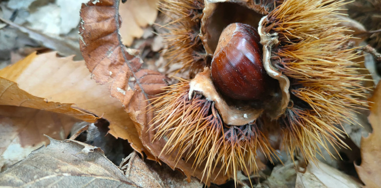 ZVOČNA KOPEL SPUŠČANJE - handpan in ropotuljice