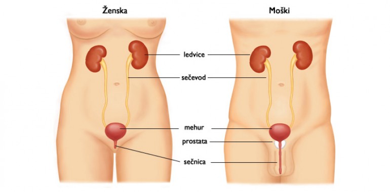  Ledvice –  izvir zdravja in glavni pomlajevalni organ