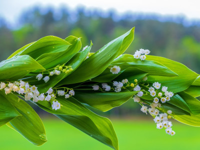 Maj 2025: prebujamo se v novo, svetlejše poglavje svojega življenja!