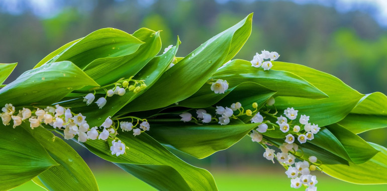 Maj 2025: prebujamo se v novo, svetlejše poglavje svojega življenja!