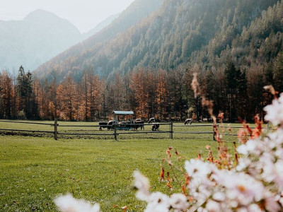 Ho'oponopono – Skrivnost do notranjega miru in srečnejšega življenja