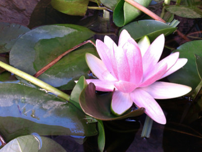 Reiki tečaj 3. in 4. stopnje v Mariboru