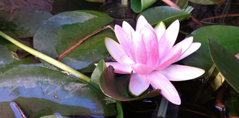 Reiki tečaj 3. in 4. stopnje v Mariboru