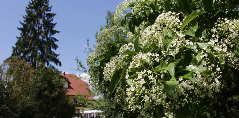 Kneippov rojstni dan v Arboretumu Volčji Potok