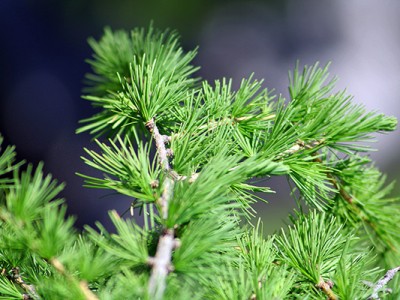 Macesen  (Larix decidua)