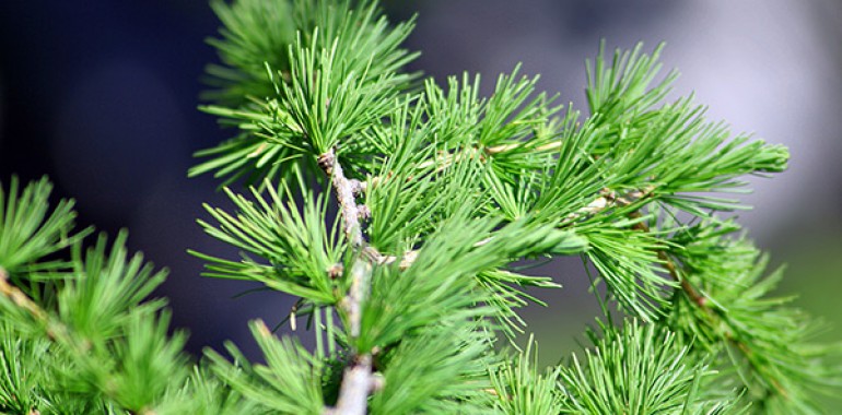 Macesen  (Larix decidua)