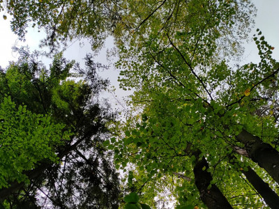 Mikrobiota je pomemben organ človeškega telesa