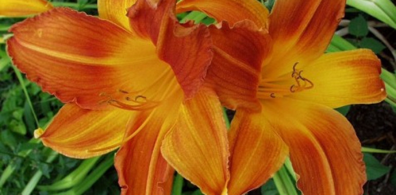 Maslenica (Hemerocallis) za vsak zeliščni vrt