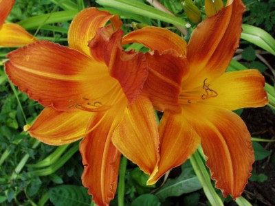 Maslenica (Hemerocallis) za vsak zeliščni vrt