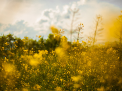 Dušni podpis in naši talenti 