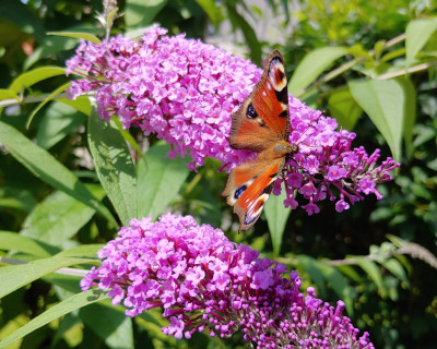 DP4 seminar - transformacija življenja
