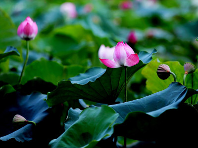 Samozdravljenje: ozdravimo sebe, da lahko ozdravimo svet