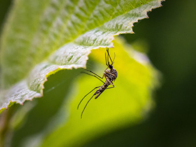 Proti komarjem s pomočjo eteričnih olj